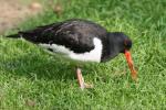 Eurasian Oystercatcher