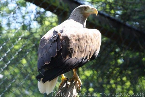 White-tailed sea-eagle