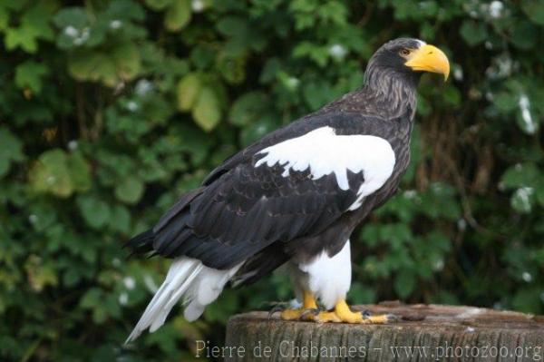 Steller's sea-eagle