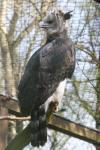 Harpy eagle