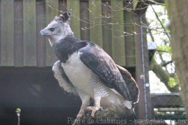 Harpy eagle