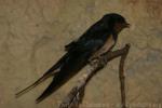 Barn swallow