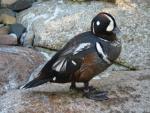 Harlequin duck