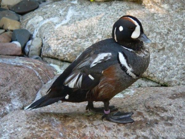 Harlequin duck