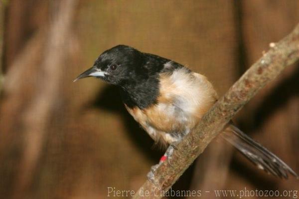 Montserrat oriole