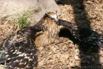 Buffy fish-owl