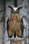 Buffy fish-owl