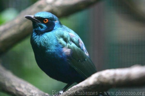 Greater blue-eared starling