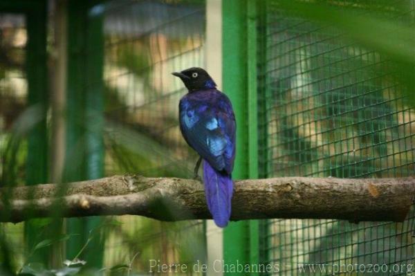 Rüppell's glossy starling *