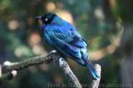 Splendid glossy-starling *