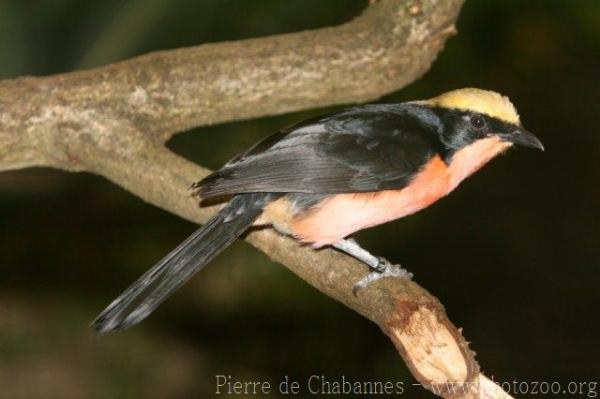 Yellow-crowned gonolek