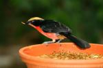 Yellow-crowned gonolek