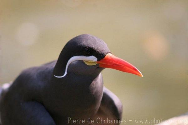 Inca tern