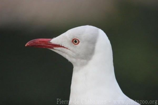 Gray-hooded gull