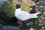 Mediterranean gull