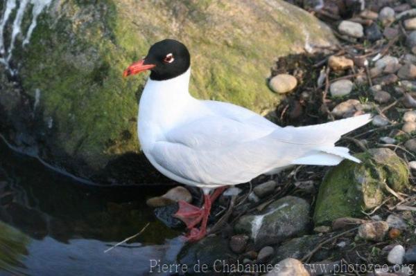 Mediterranean gull