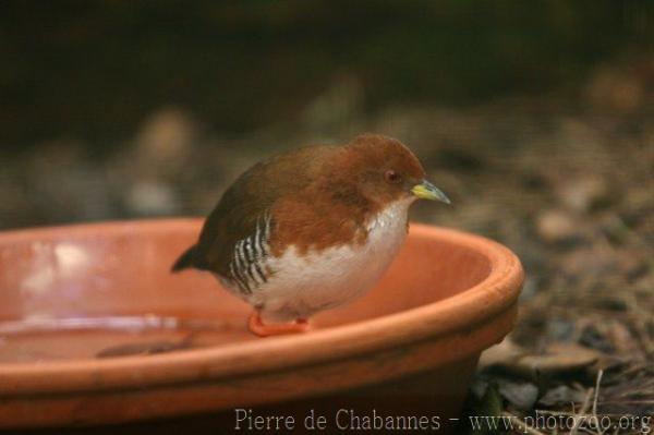 Red-and-white crake