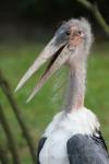 Marabou stork