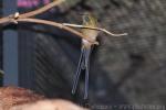 Green-tailed trainbearer