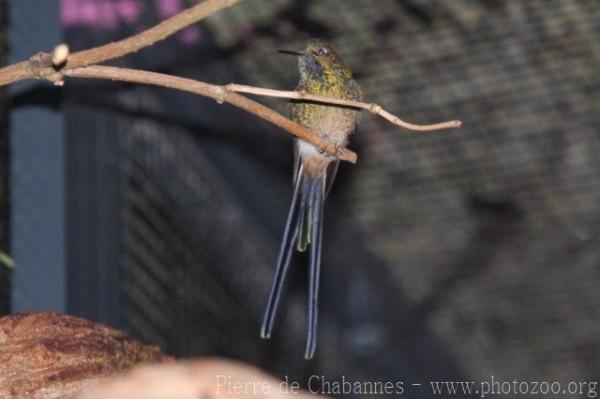 Green-tailed trainbearer