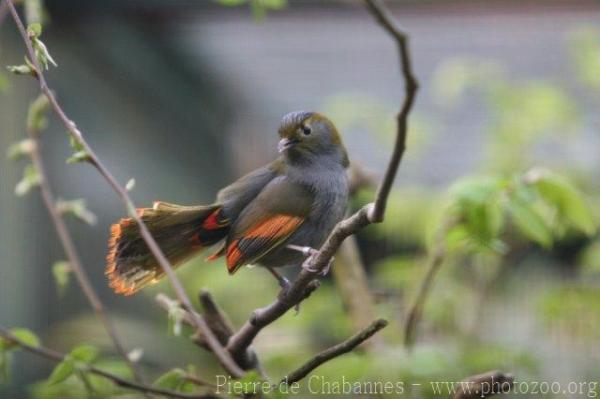 Grey-cheeked liocichla