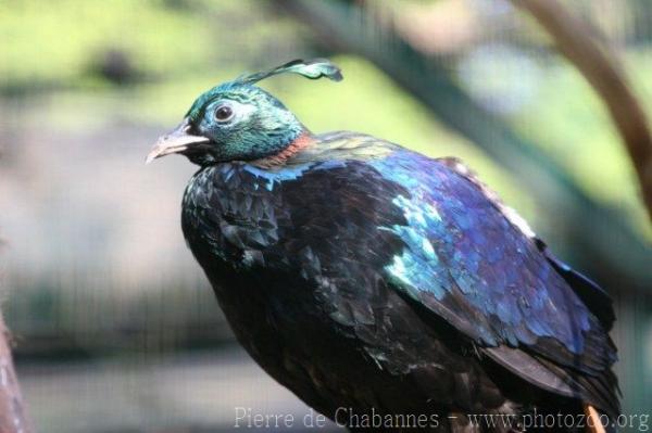 Himalayan Monal