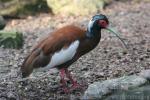 Madagascar crested ibis