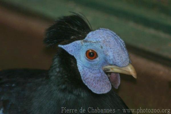 Sumatran crested fireback pheasant