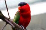 Purple-naped lory