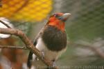 Brown-breasted barbet