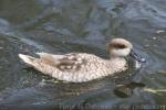 Marbled teal