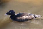 White-winged scoter