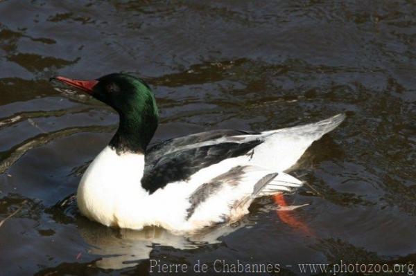 Goosander