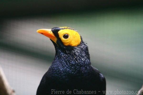 Yellow-faced myna