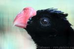 Razor-billed curassow