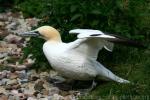 Northern gannet