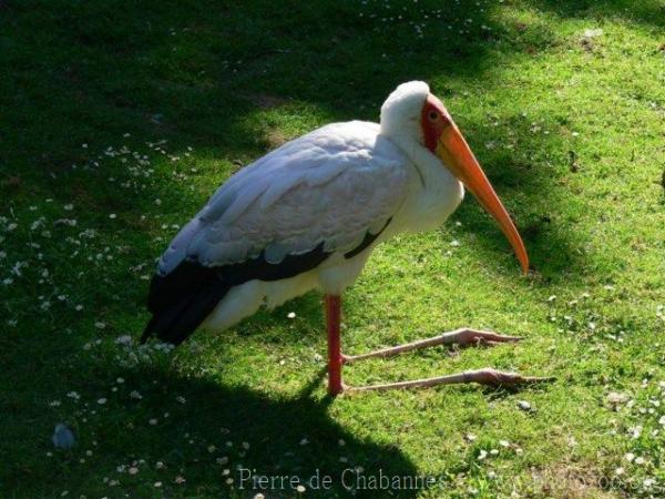 Yellow-billed stork