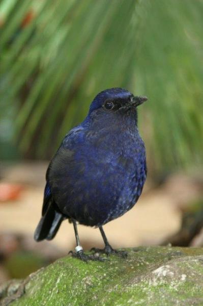 Javan whistling-thrush