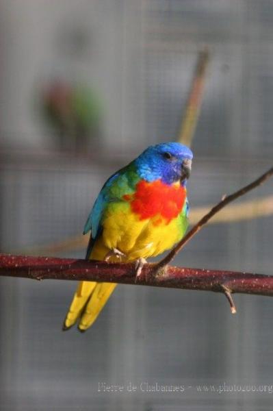 Scarlet-chested parrot