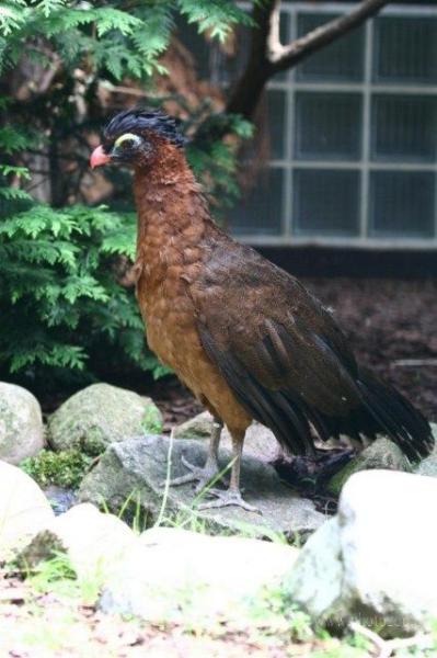 Nocturnal curassow