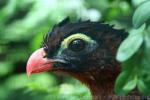 Nocturnal curassow