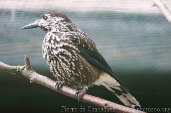 Spotted nutcracker *