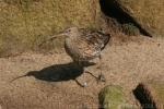 Eurasian curlew