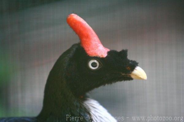 Horned guan