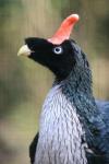 Horned guan