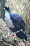 Horned guan