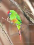 Plum-faced lorikeet