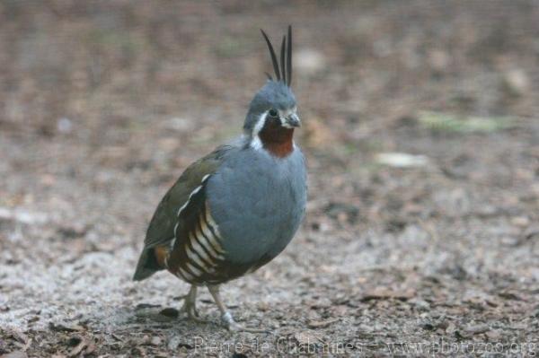 Mountain quail