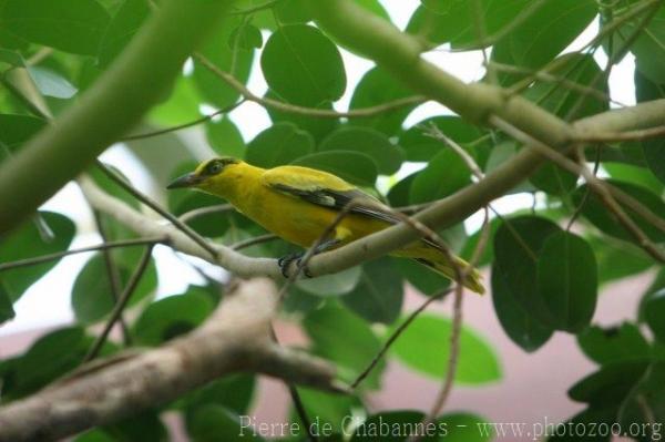 Black-naped oriole