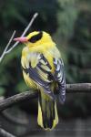 Black-naped oriole